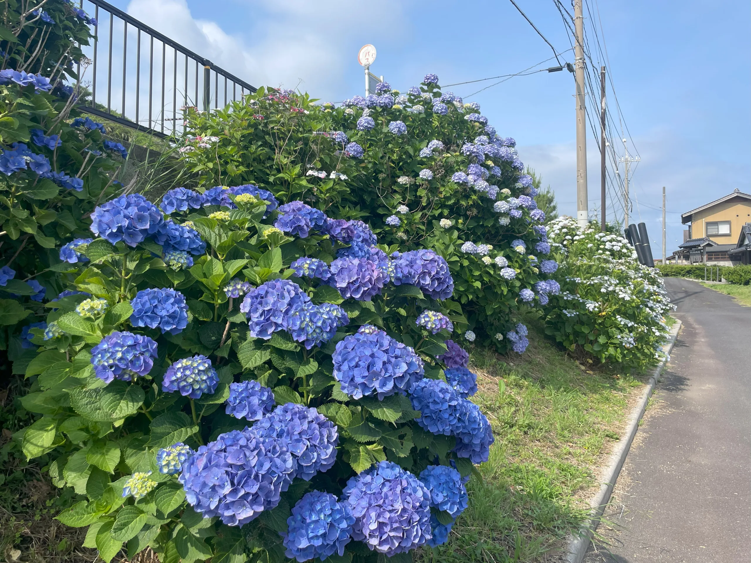 手引ヶ浦台場公園のアジサイ