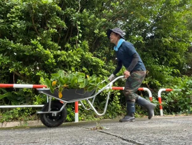 収穫したウムを運ぶところ