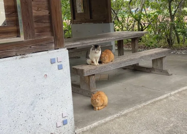 吹上浜海浜公園の猫