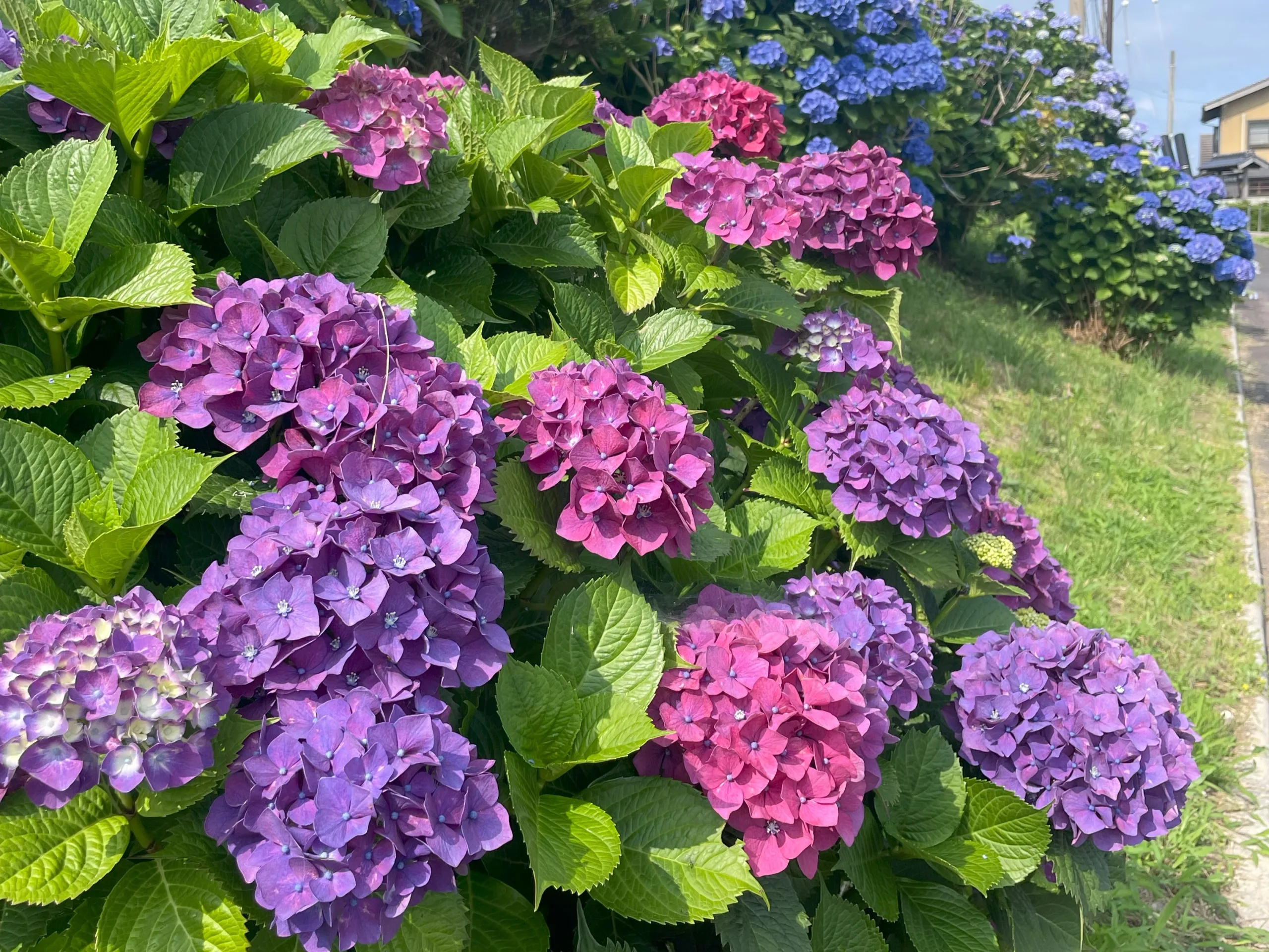 手引ヶ浦台場公園のアジサイ