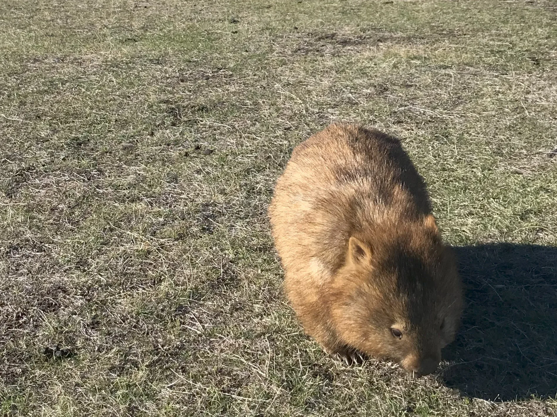 タスマニアのマリア島のウォンバット