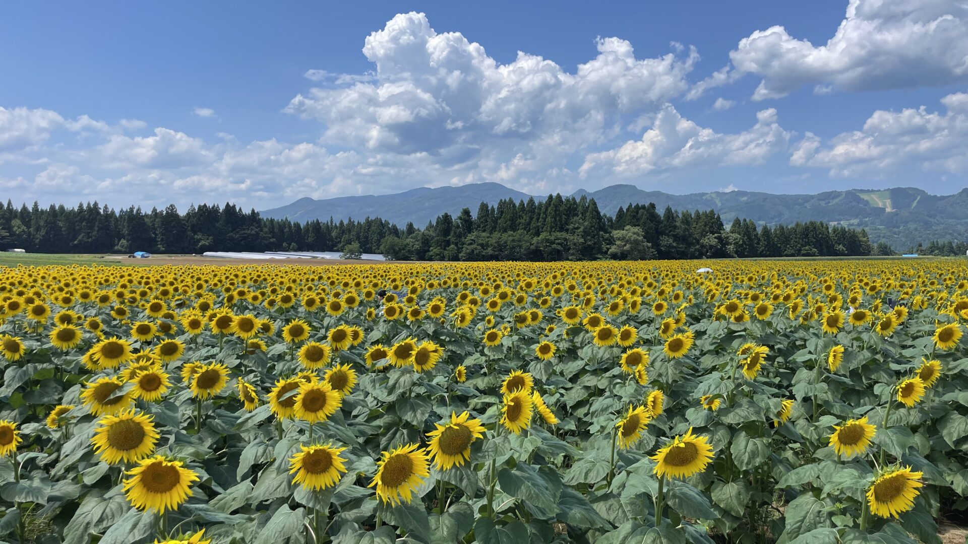 おてつたびで参加した新潟のひまわり畑