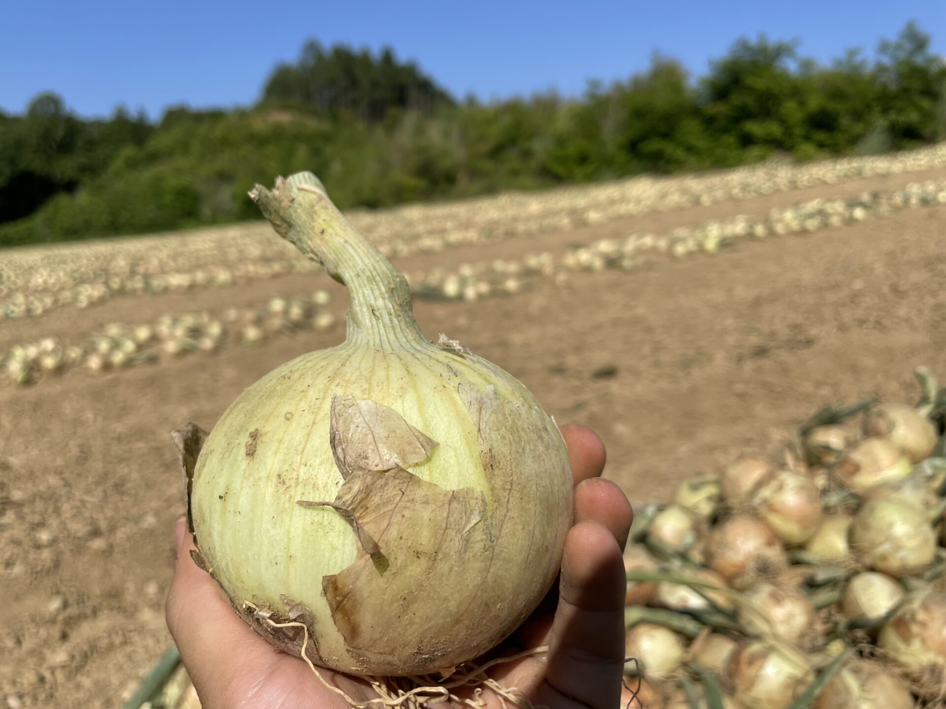 愛媛県の農家の玉ねぎ
